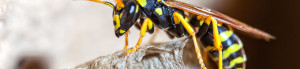 Wasp Nest Removal Romford
