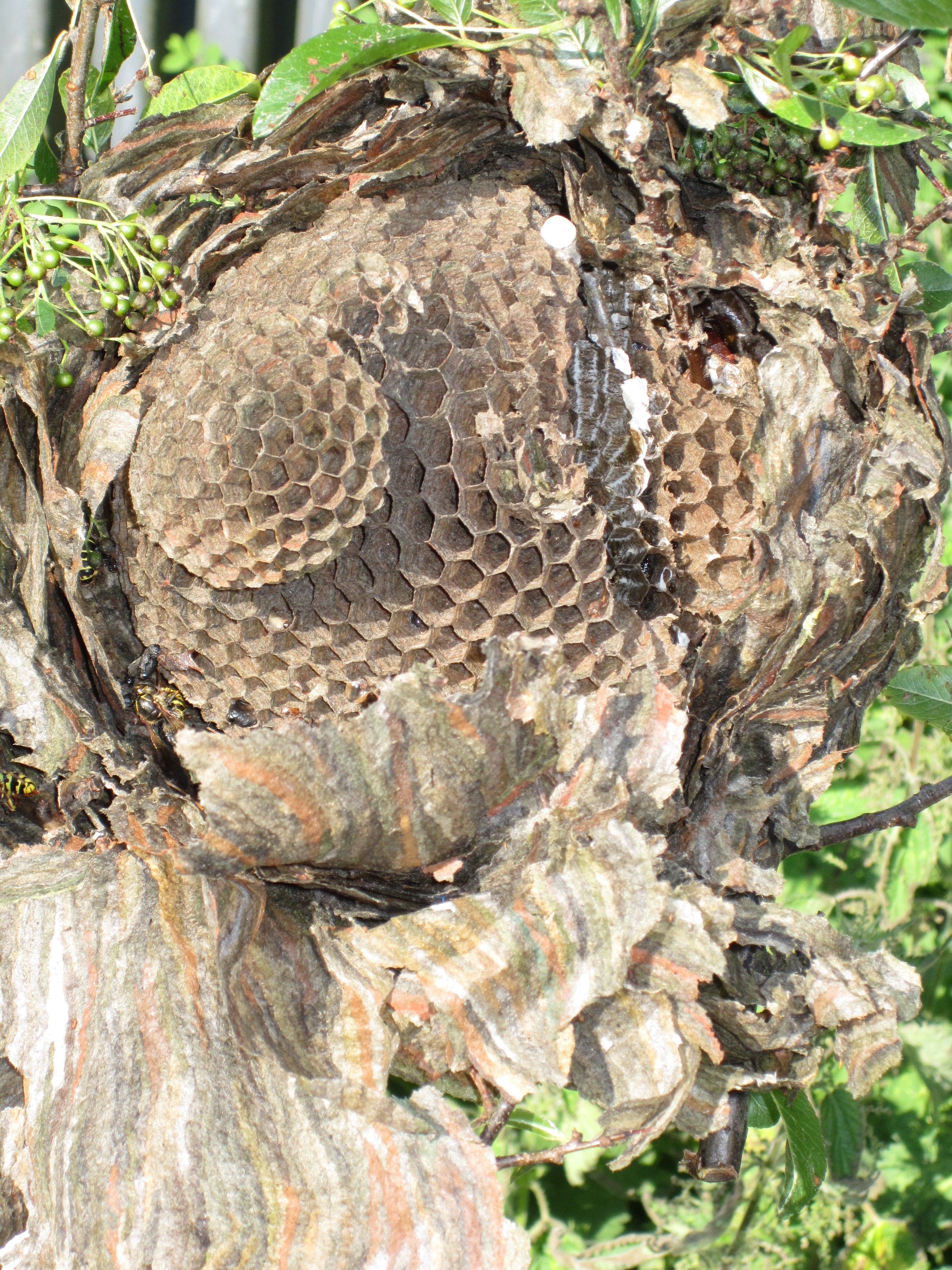 Шершень обыкновенный гнездо фото
